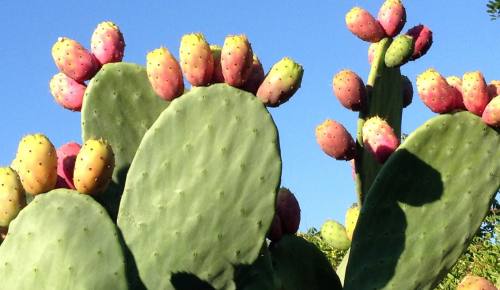 Nopal czyli kaktus jadalny - samo zdrowie