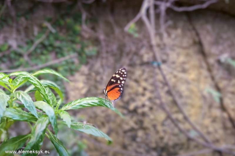 Co zobaczyć w Maladze i gdzie zjeść