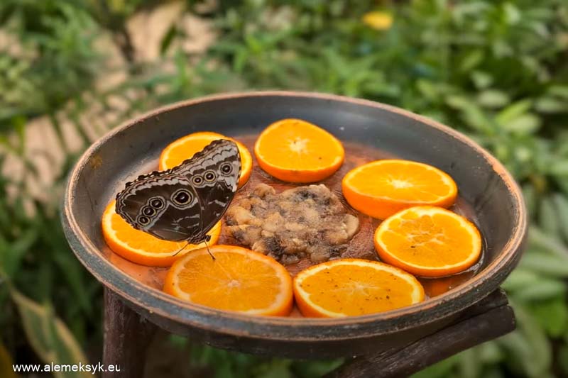 Co zobaczyć w Maladze i gdzie zjeść
