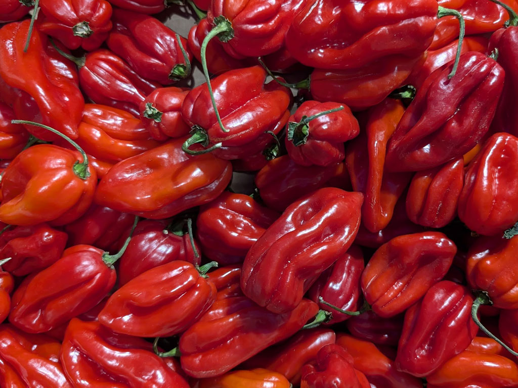 Papryczka habanero w kuchni meksykańskiej – wszystko, co musisz wiedzieć